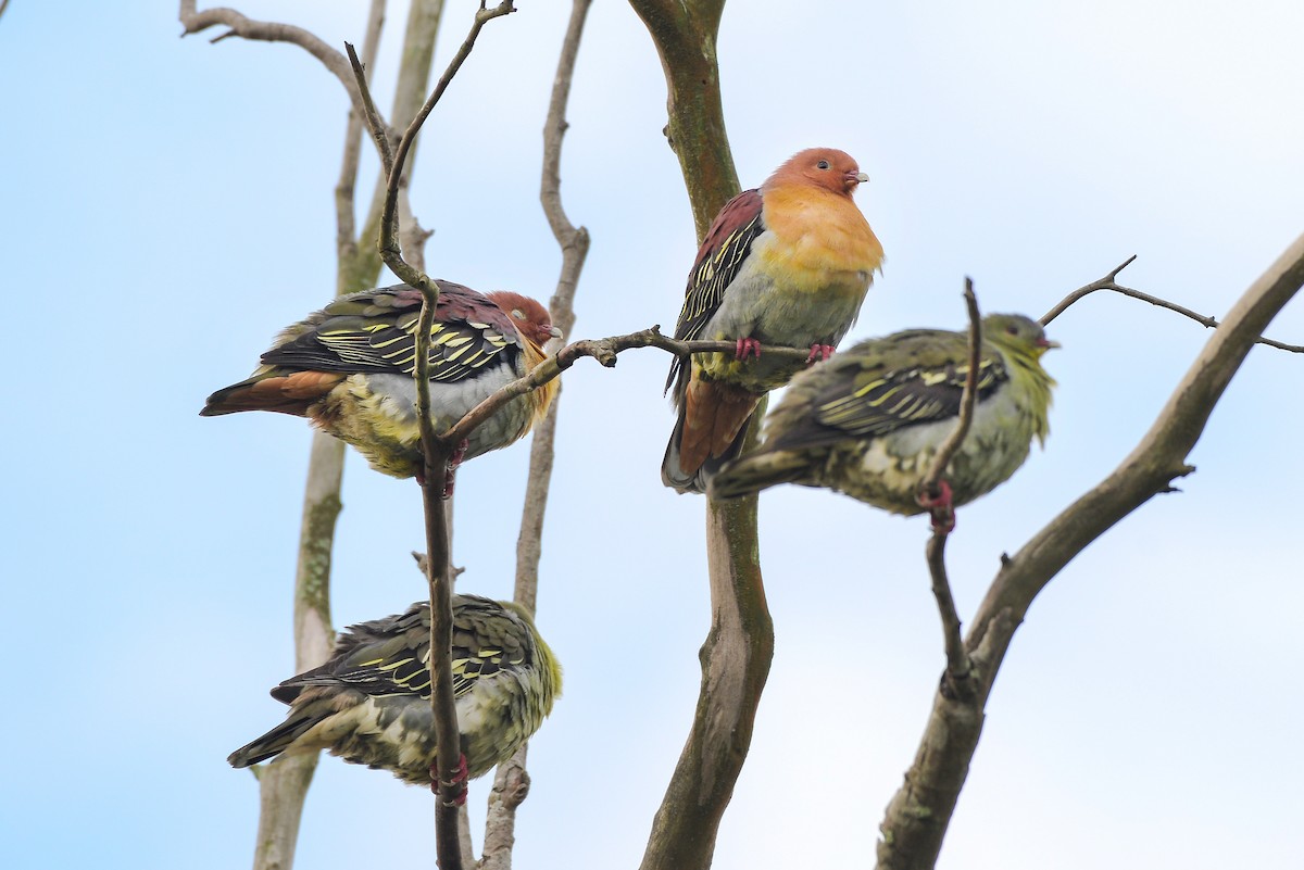 Cinnamon-headed Green-Pigeon - Harn Sheng Khor