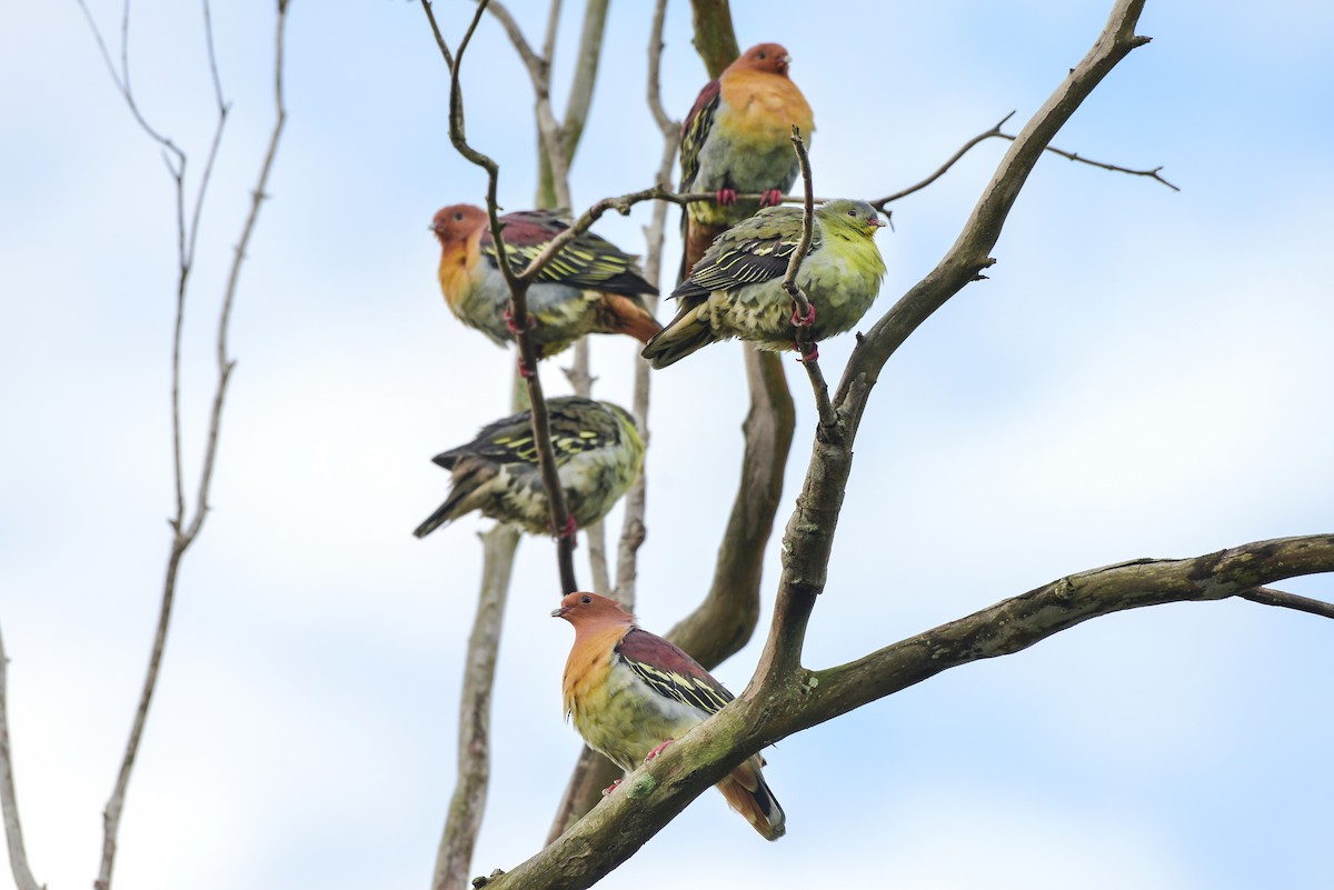 Cinnamon-headed Green-Pigeon - Harn Sheng Khor