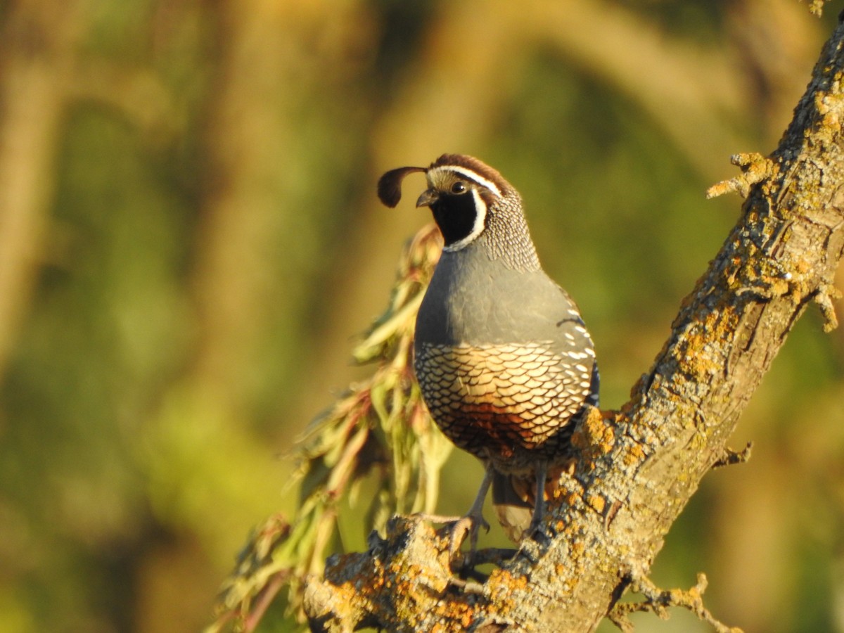 California Quail - ML290974231
