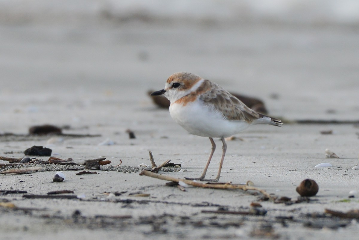 Malaysian Plover - ML290974781