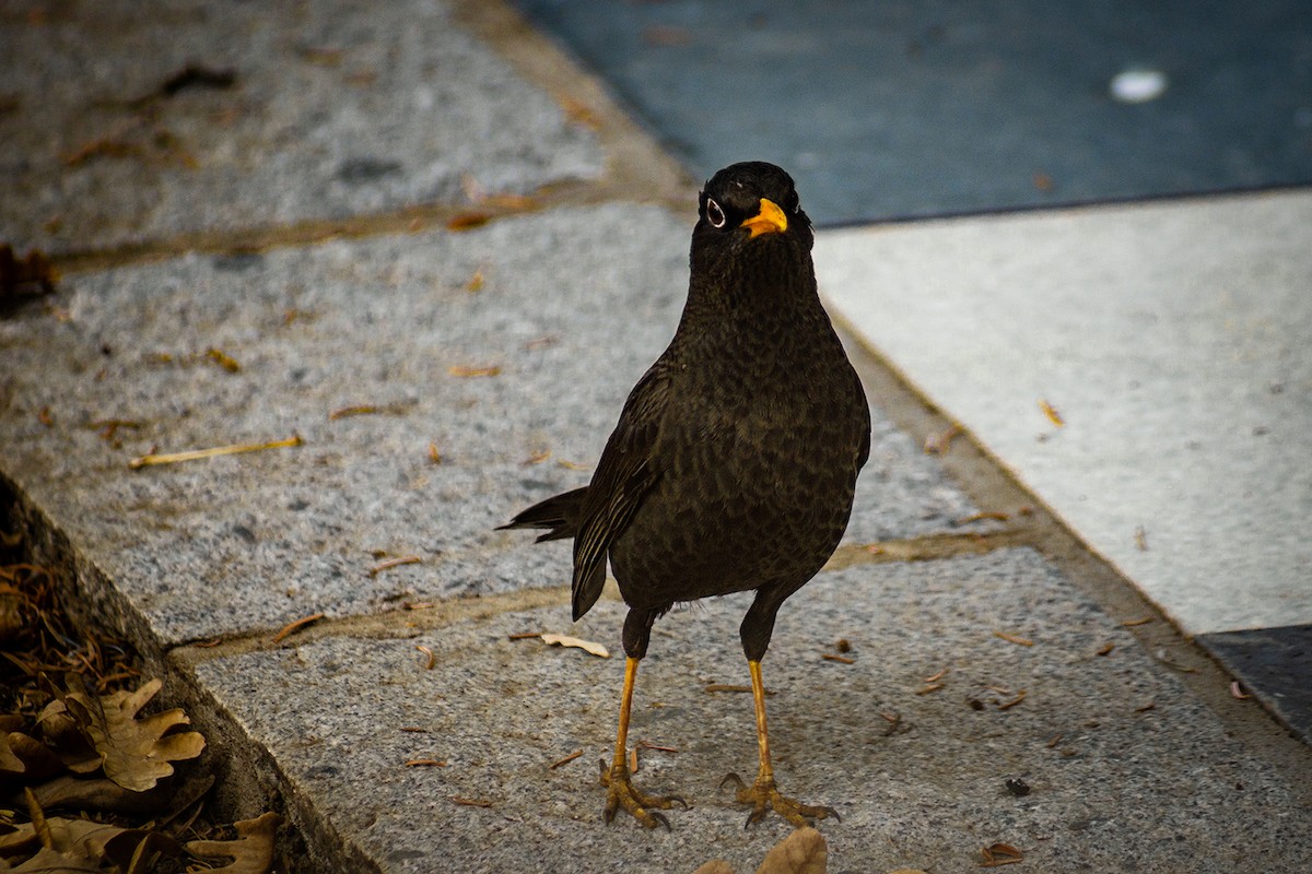 Chiguanco Thrush (anthracinus) - ML290976271