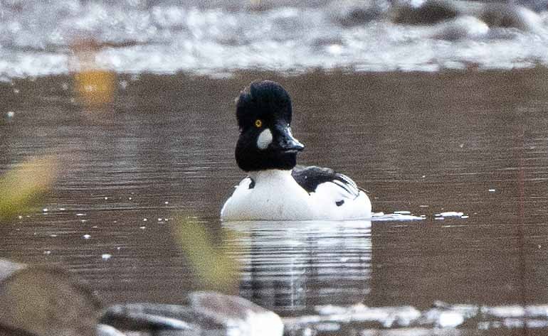 Common Goldeneye - ML290977821