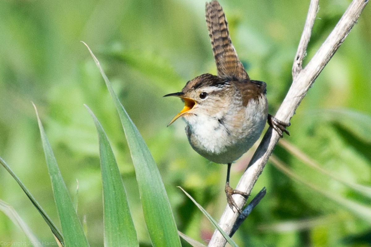 Marsh Wren - ML290978561