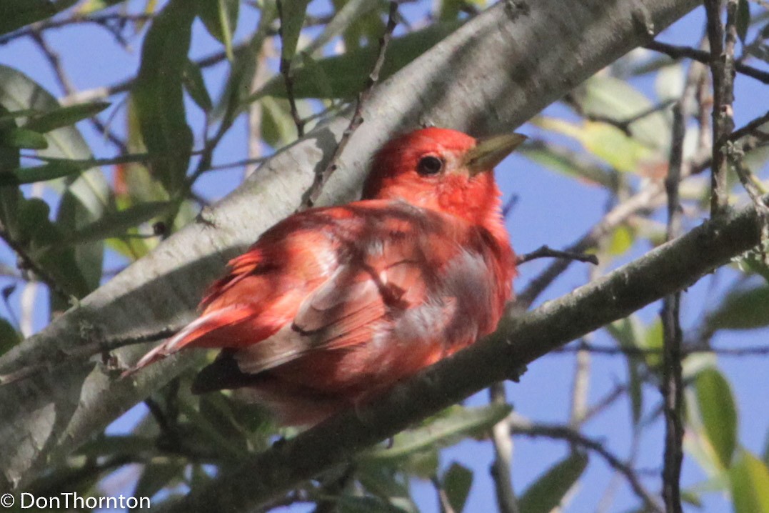 Summer Tanager - ML290979211
