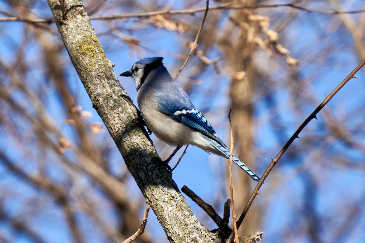 Blue Jay - ML290980501