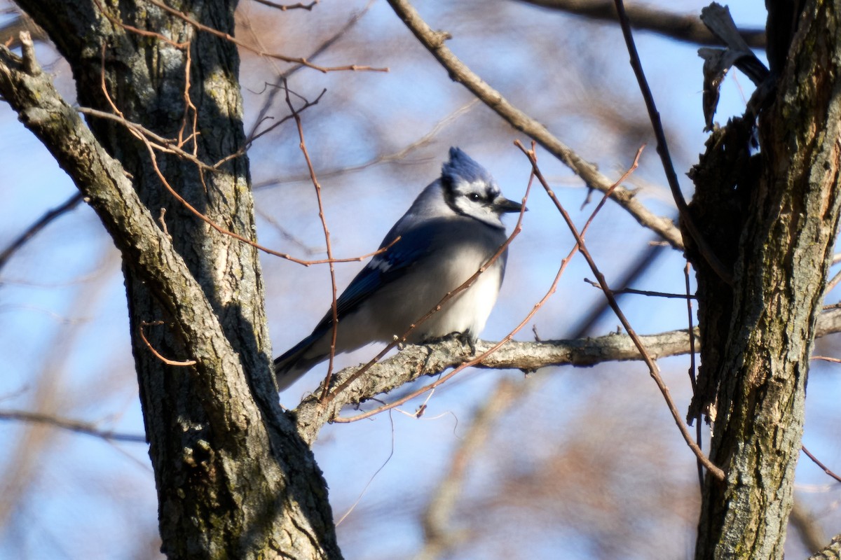 Blue Jay - Paul Hettenhaus