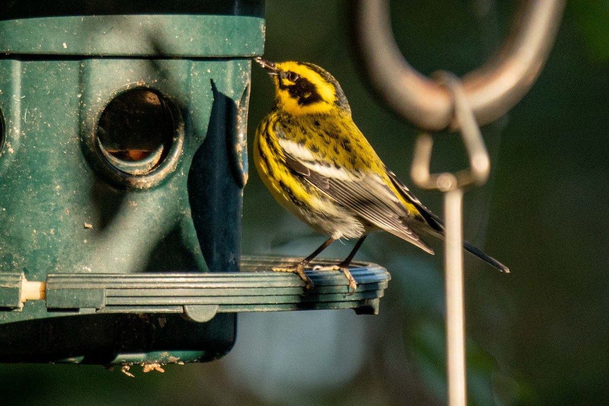 Townsend's Warbler - ML290983561