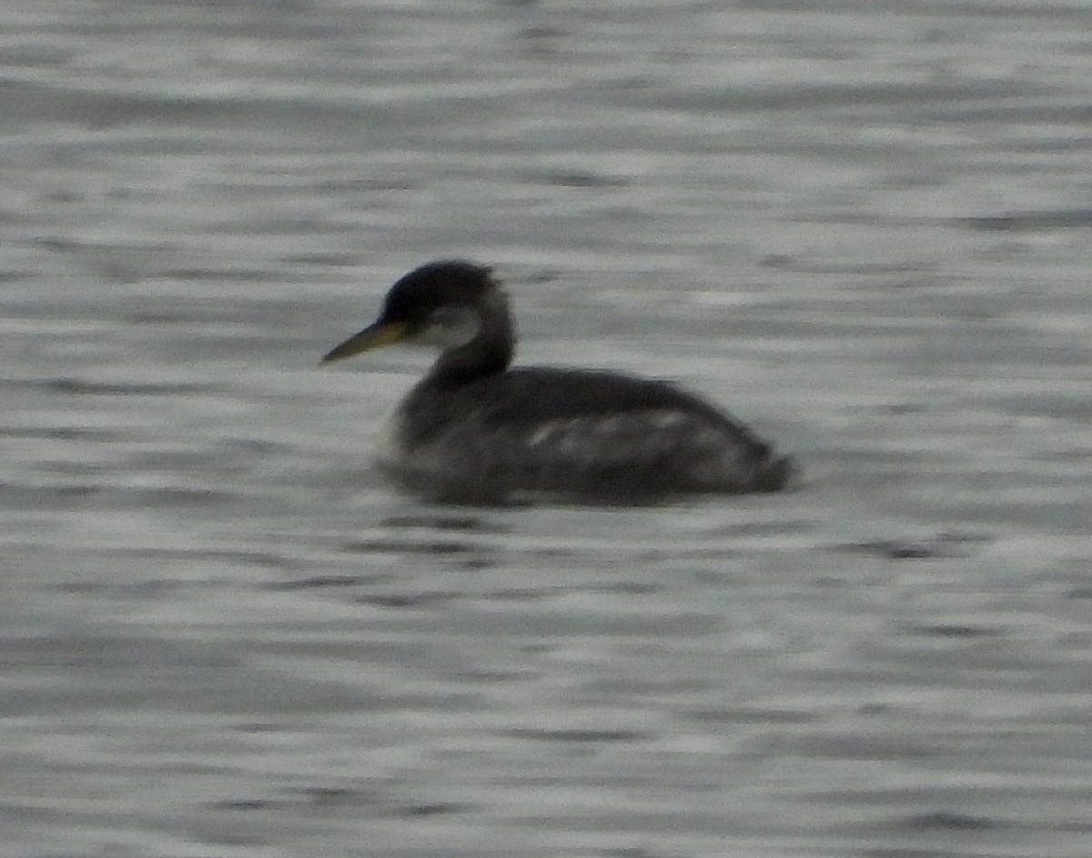 Red-necked Grebe - ML290985371