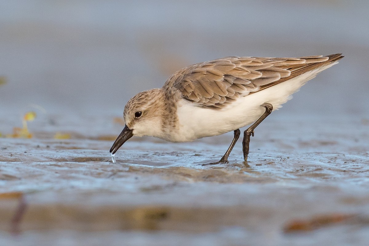 Red-necked Stint - Terence Alexander