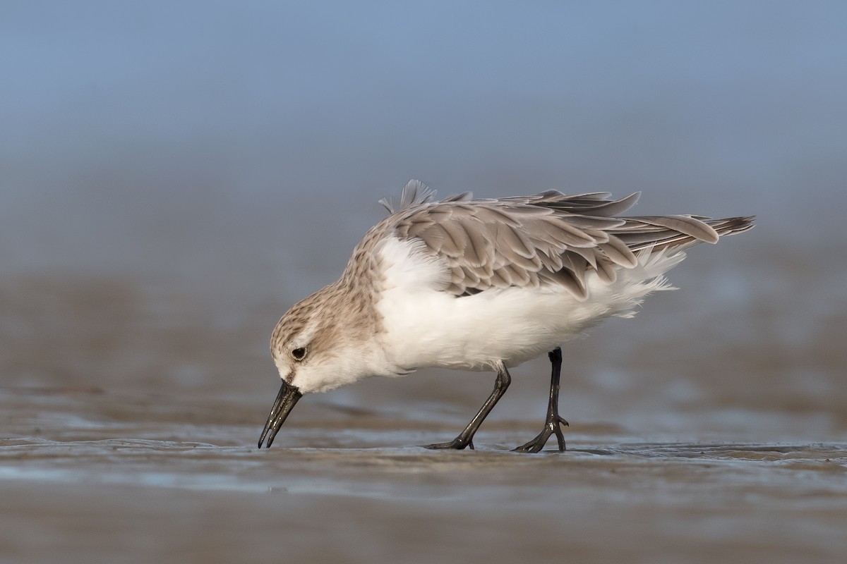 Rotkehl-Strandläufer - ML290986411