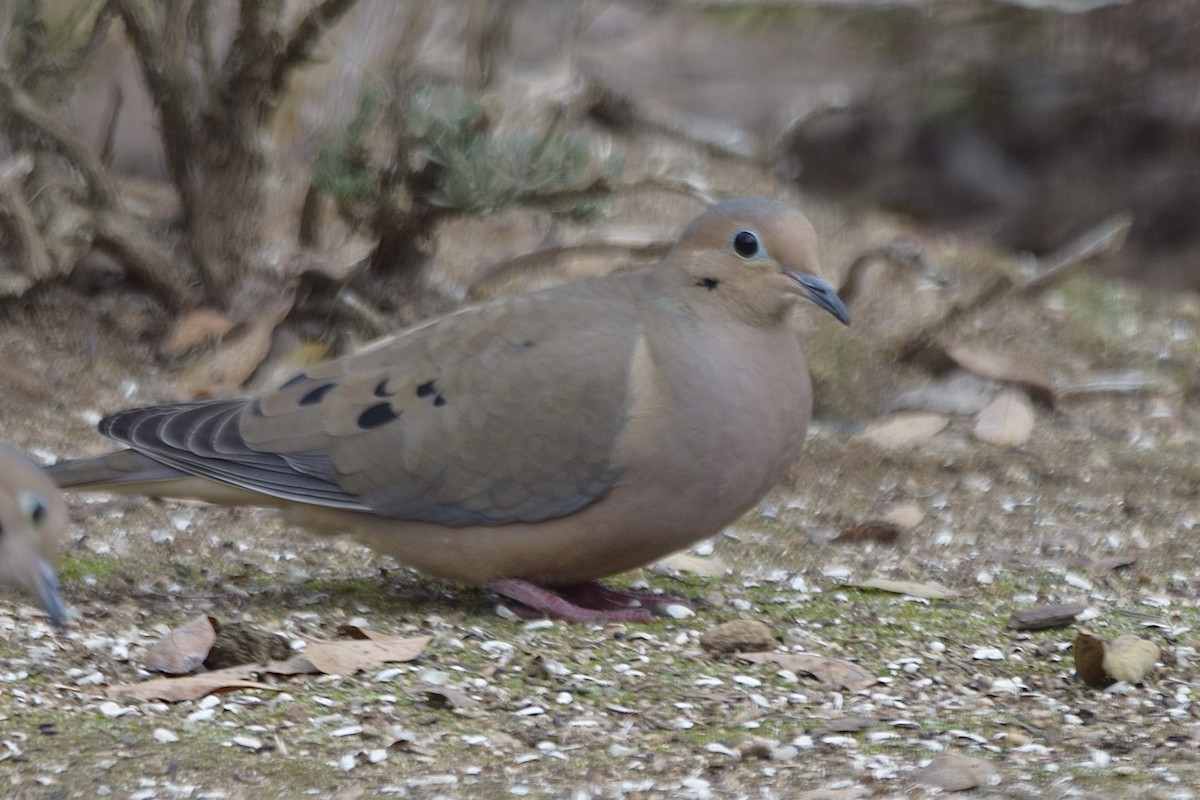 Mourning Dove - ML290988291