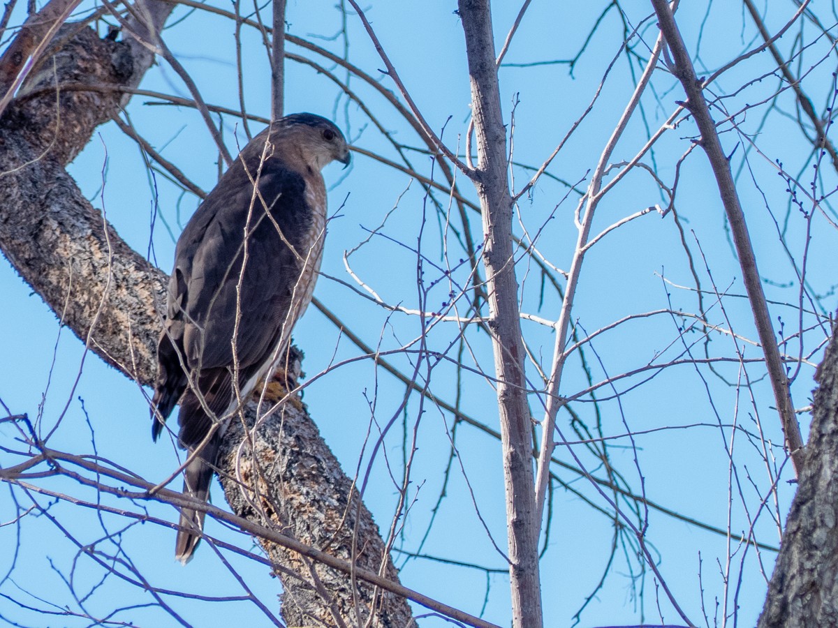 Cooper's Hawk - ML290989161