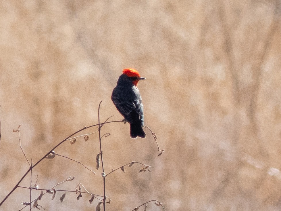 Vermilion Flycatcher - ML290989171