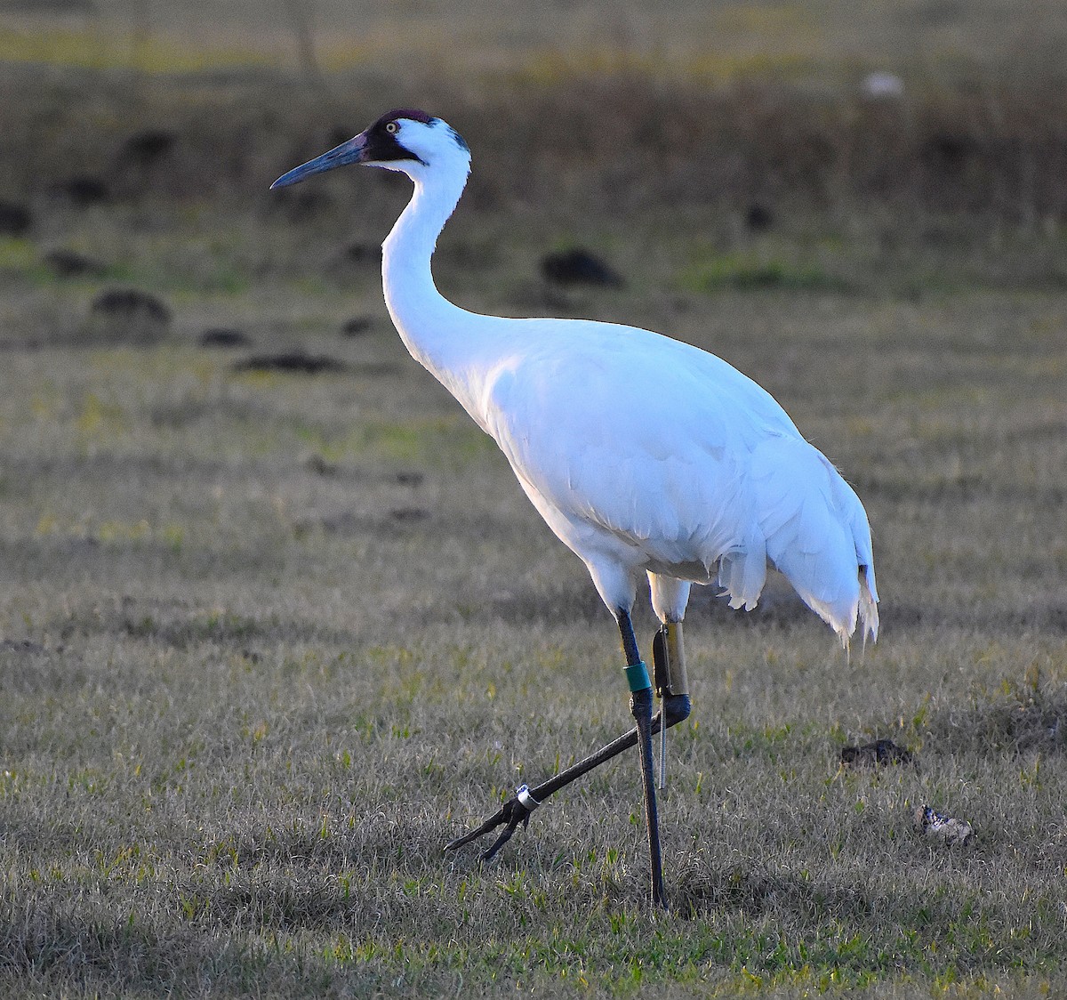 Whooping Crane - Scott Kinsey