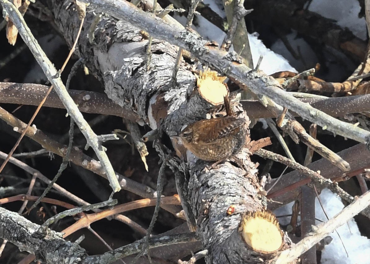 Winter Wren - ML290990031