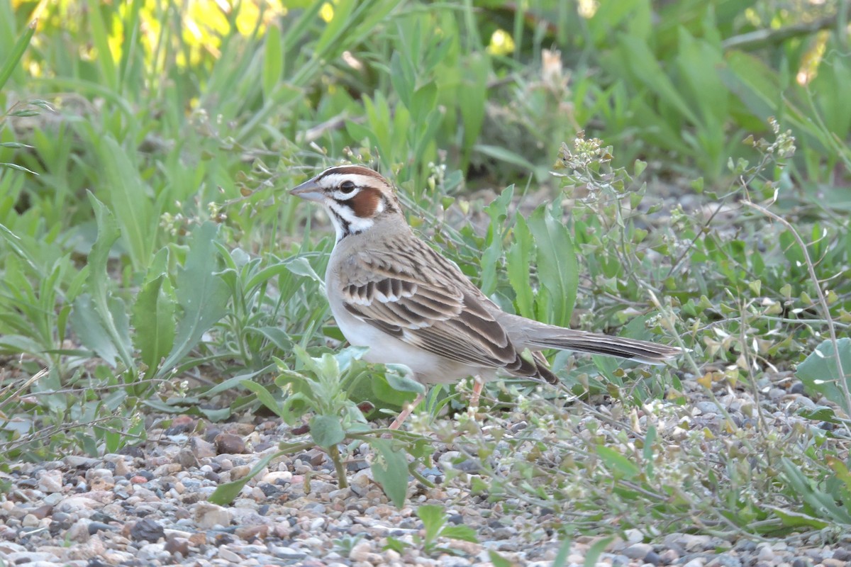 Bruant à joues marron - ML29099111