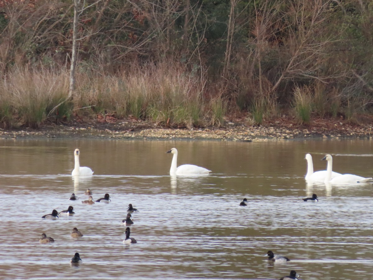 Tundra Swan - ML290992401