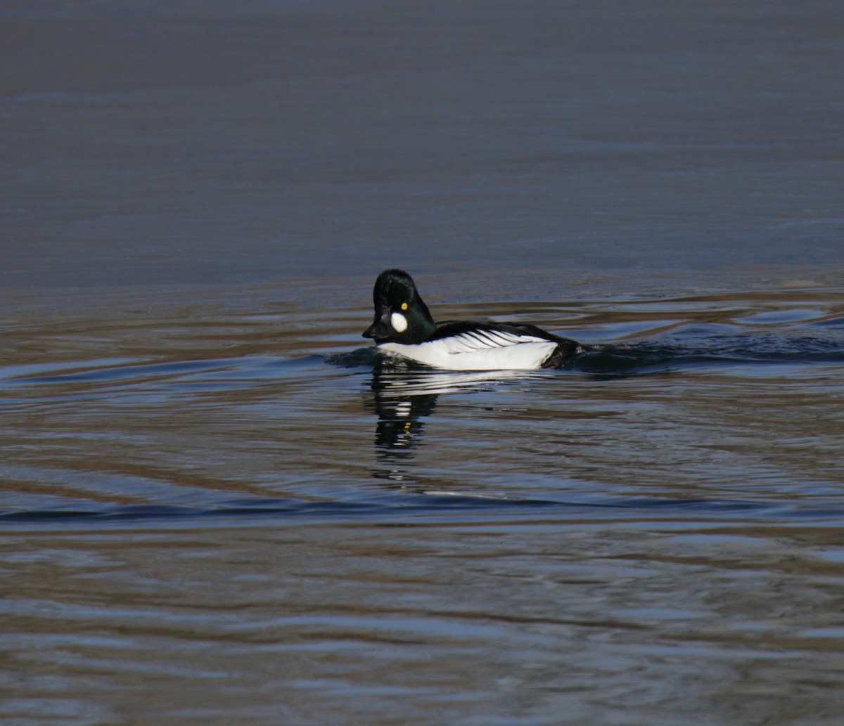 Common Goldeneye - Tim Leppek