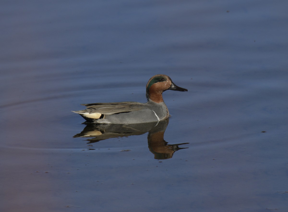 Green-winged Teal - ML290993851