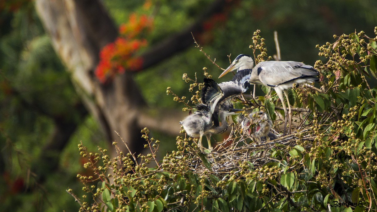 Gray Heron - ML29099391