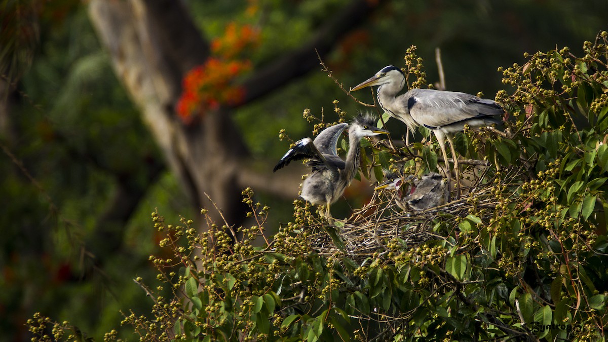 Gray Heron - ML29099401