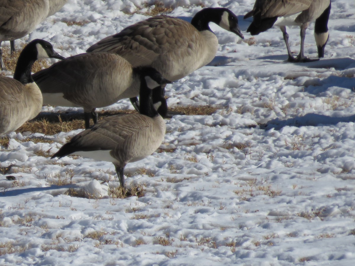 Cackling Goose (Richardson's) - ML290994331