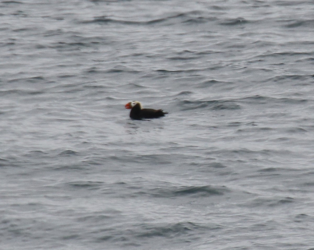 Tufted Puffin - ML29099471