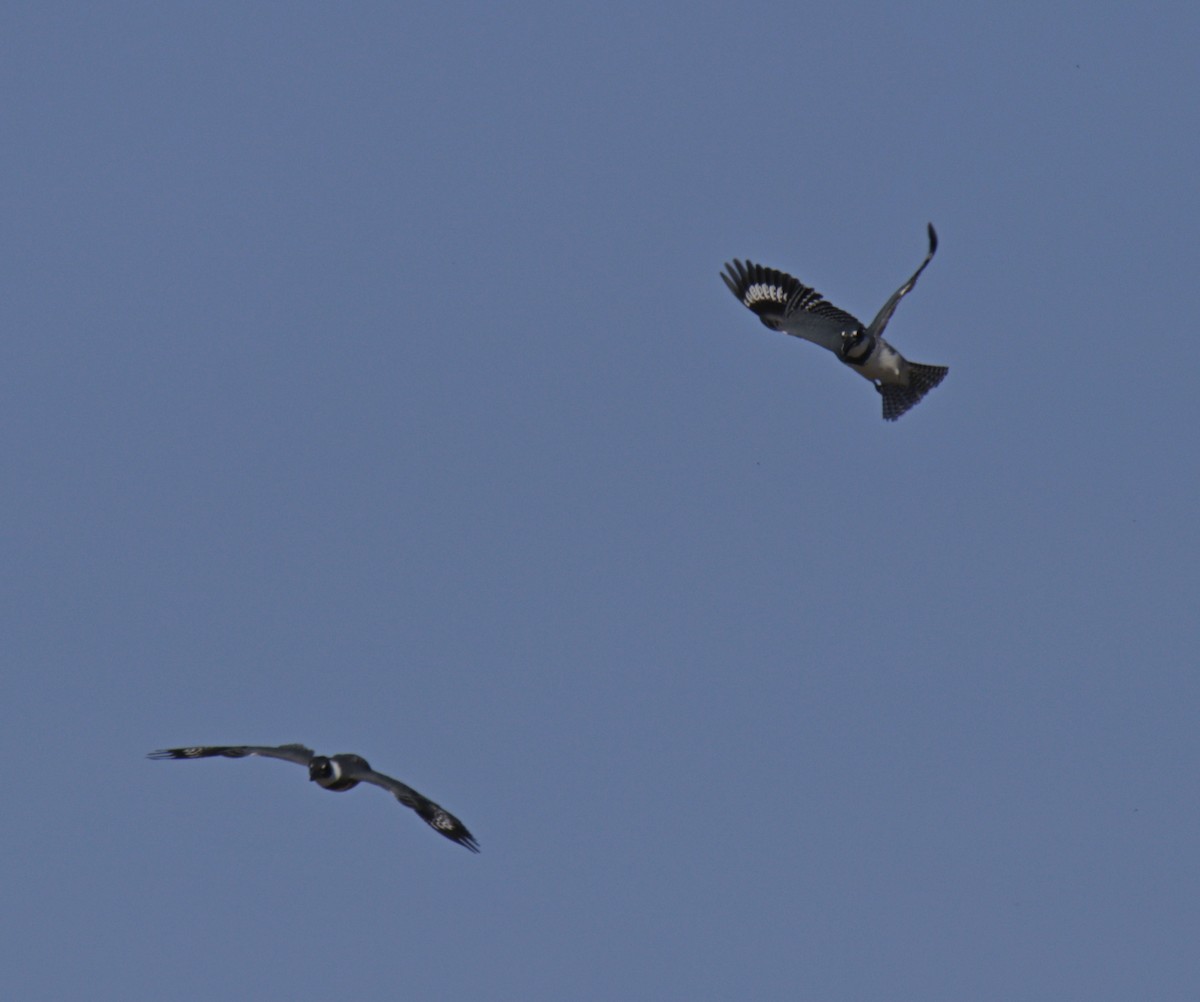 Belted Kingfisher - ML290994971