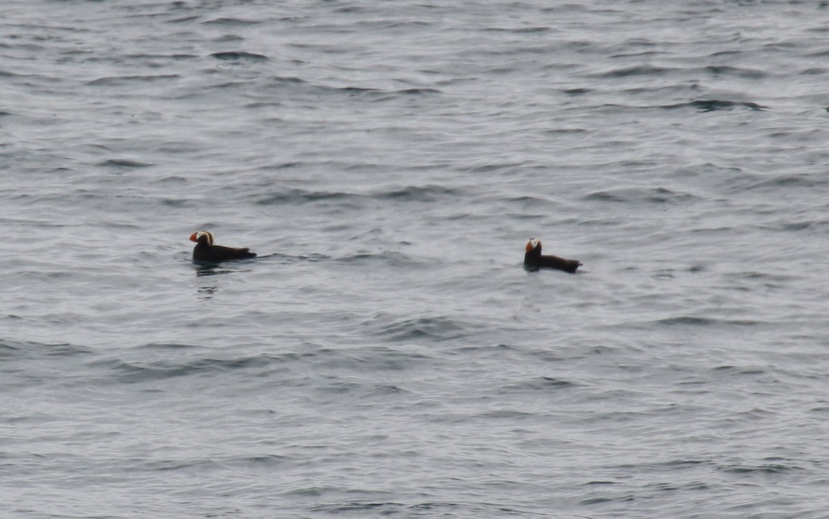 Tufted Puffin - ML29099511