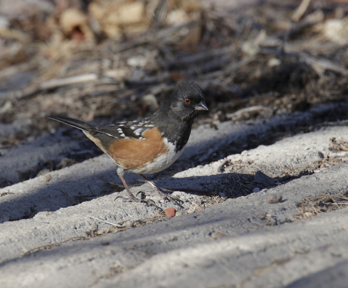 Spotted Towhee - ML290995241