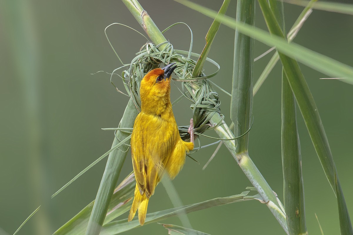 Ruvu Weaver - Bradley Hacker 🦜
