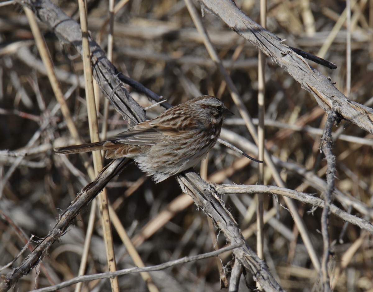 Song Sparrow - ML290995311