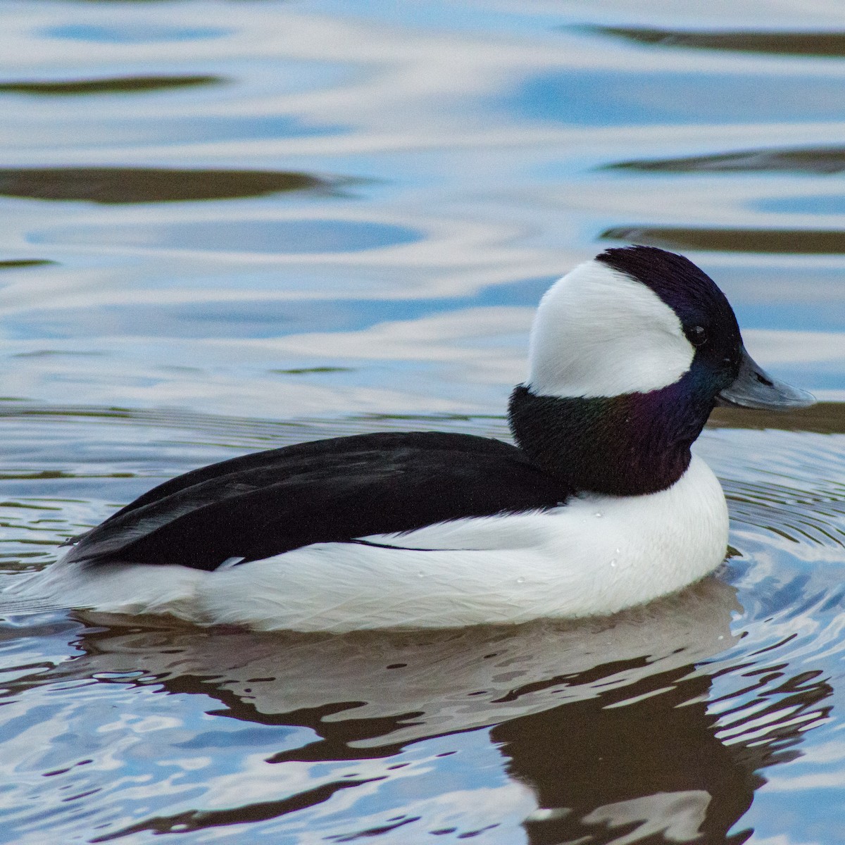 Bufflehead - Trenton Voytko