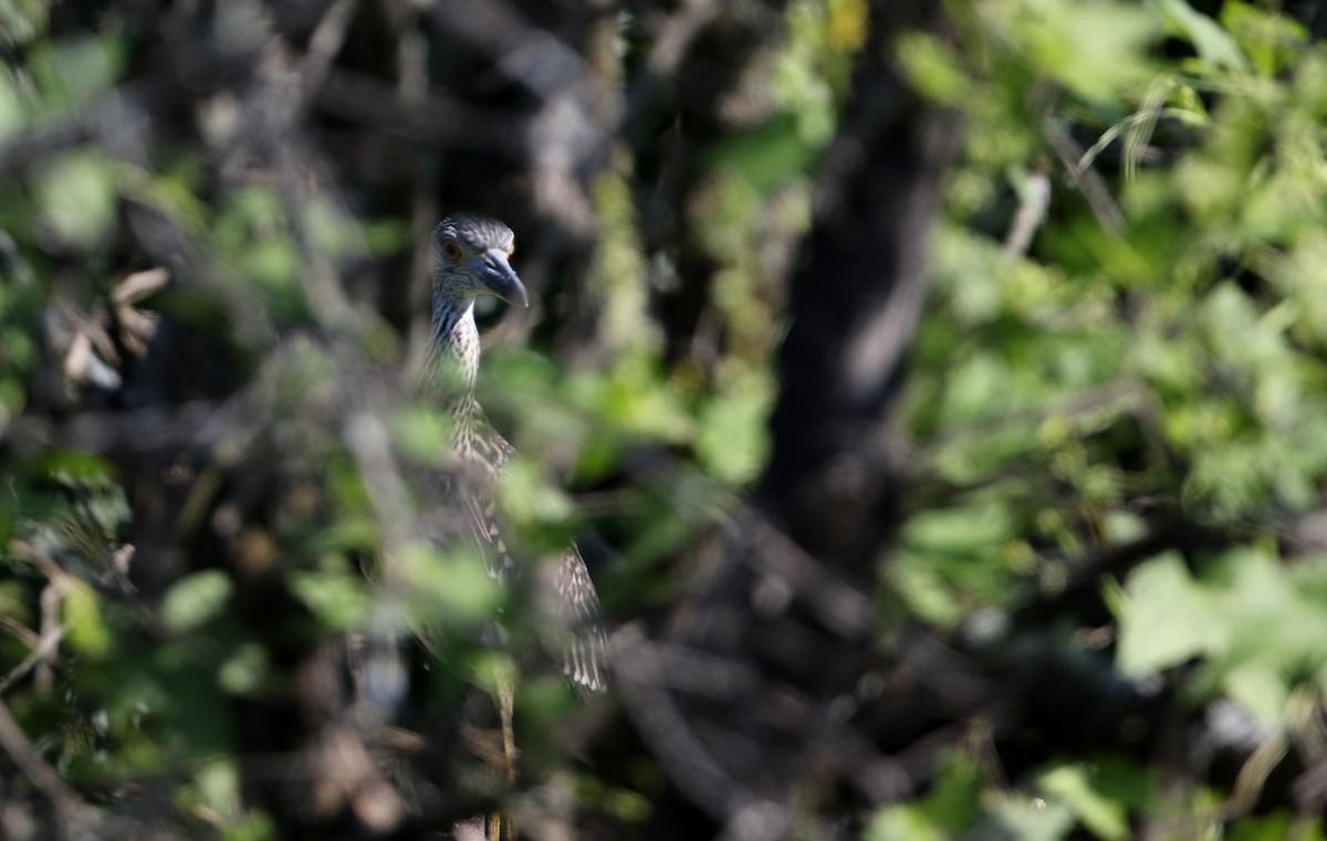 Yellow-crowned Night Heron - ML290998551