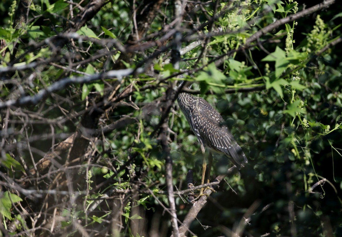 Yellow-crowned Night Heron - ML290998591