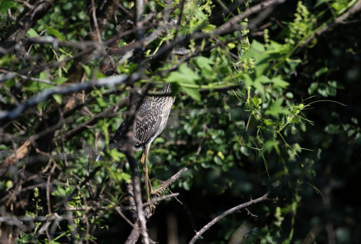 Yellow-crowned Night Heron - ML290998611