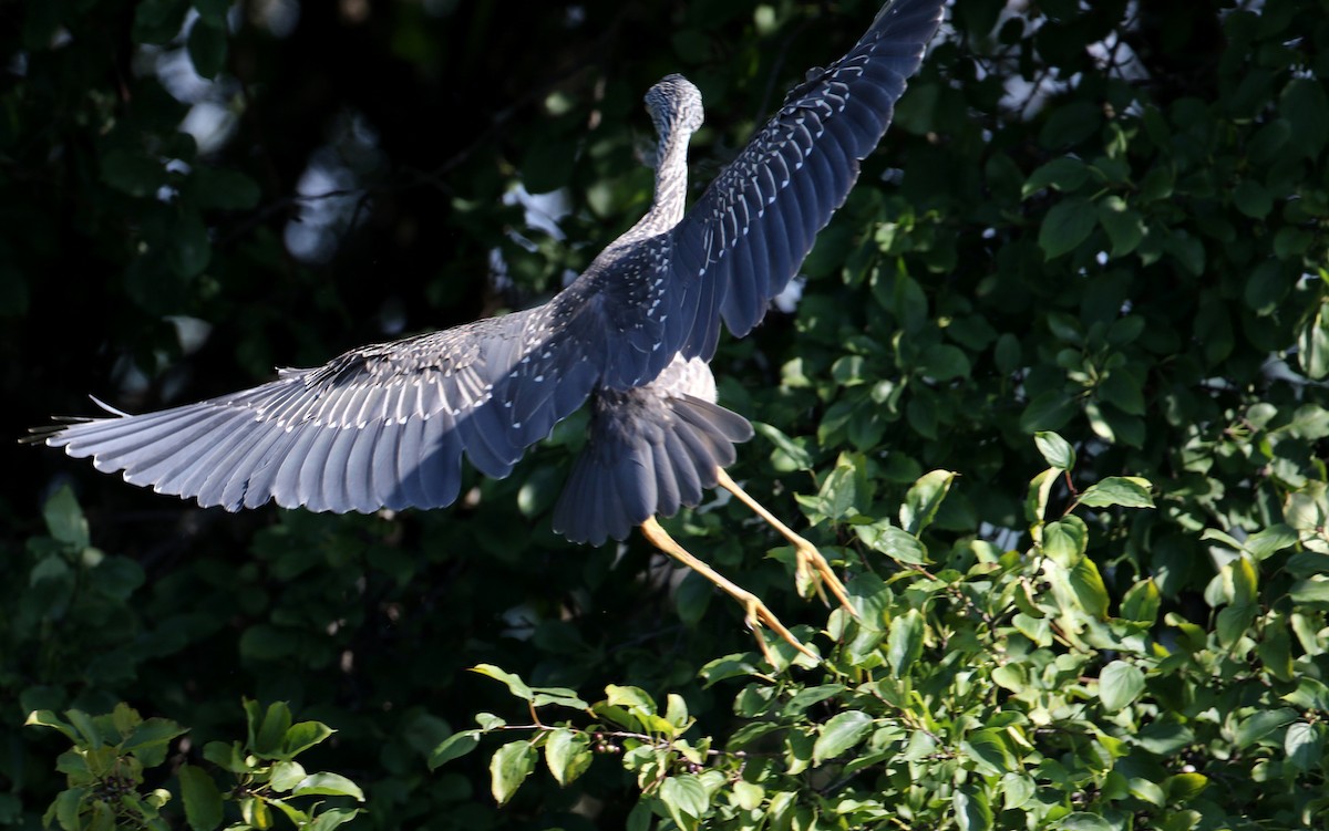 Yellow-crowned Night Heron - ML290998621