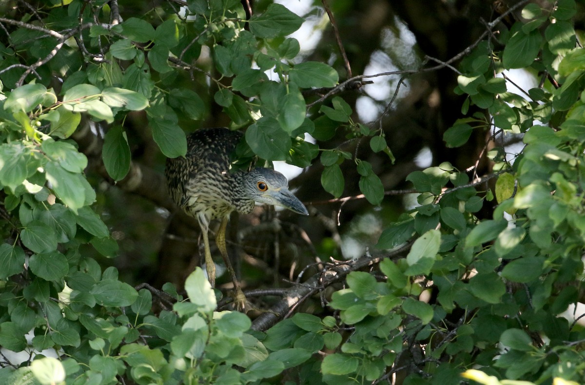 Yellow-crowned Night Heron - ML290998701