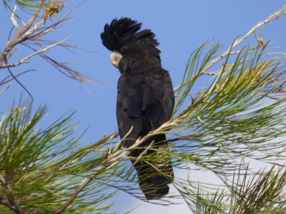 Red-tailed Black-Cockatoo - ML291000281