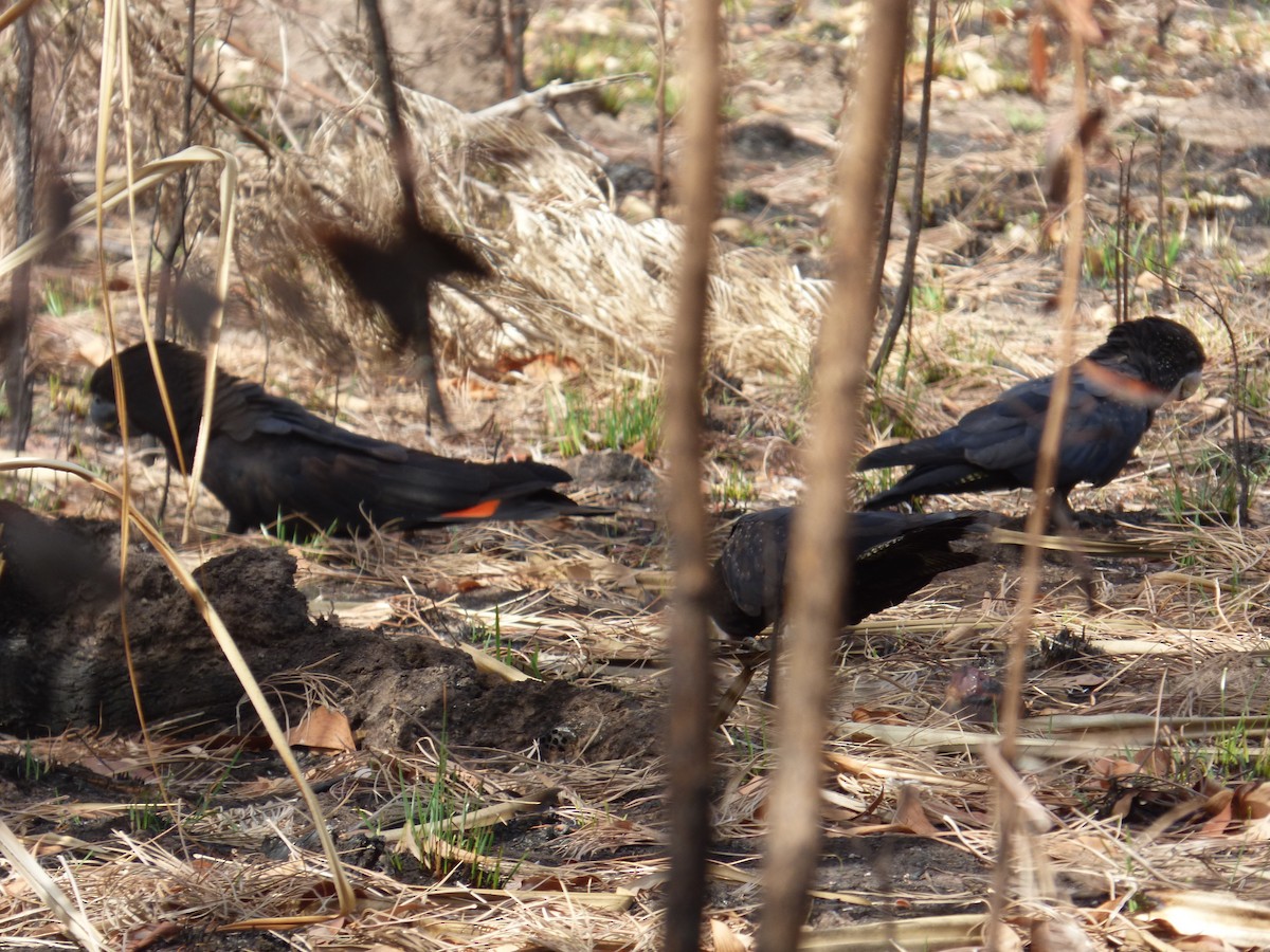 Red-tailed Black-Cockatoo - ML291000371