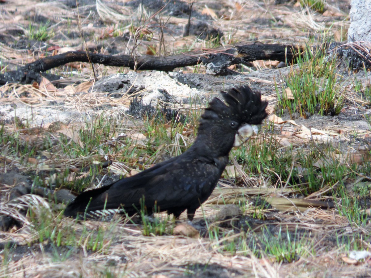Red-tailed Black-Cockatoo - ML291000391