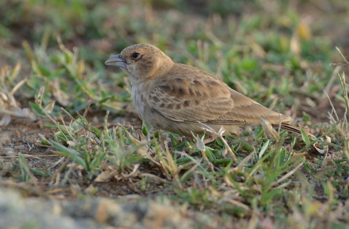 Ashy-crowned Sparrow-Lark - ML291000951