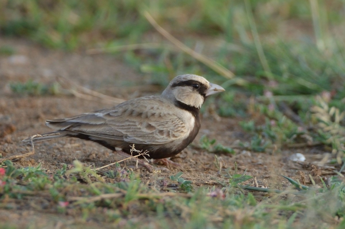 Ashy-crowned Sparrow-Lark - ML291000971