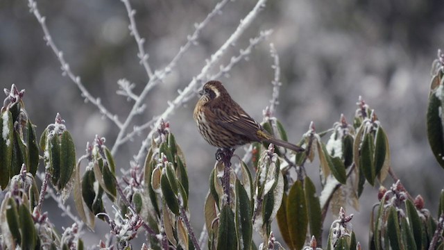 Himalayan White-browed Rosefinch - ML291002571