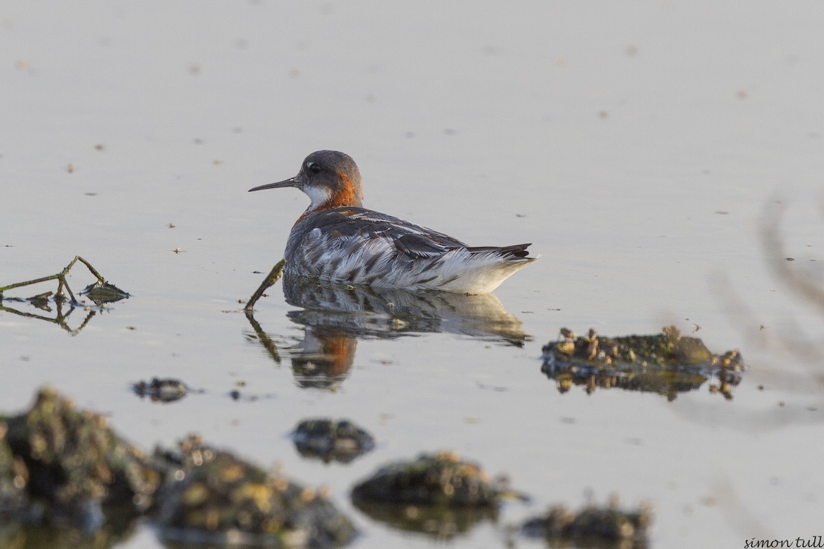 svømmesnipe - ML29100261