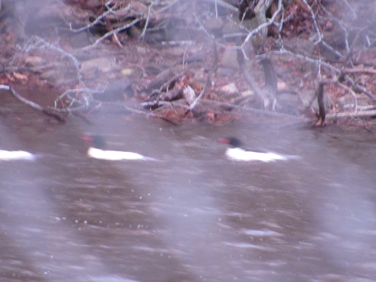 Common Merganser - kath osullivan