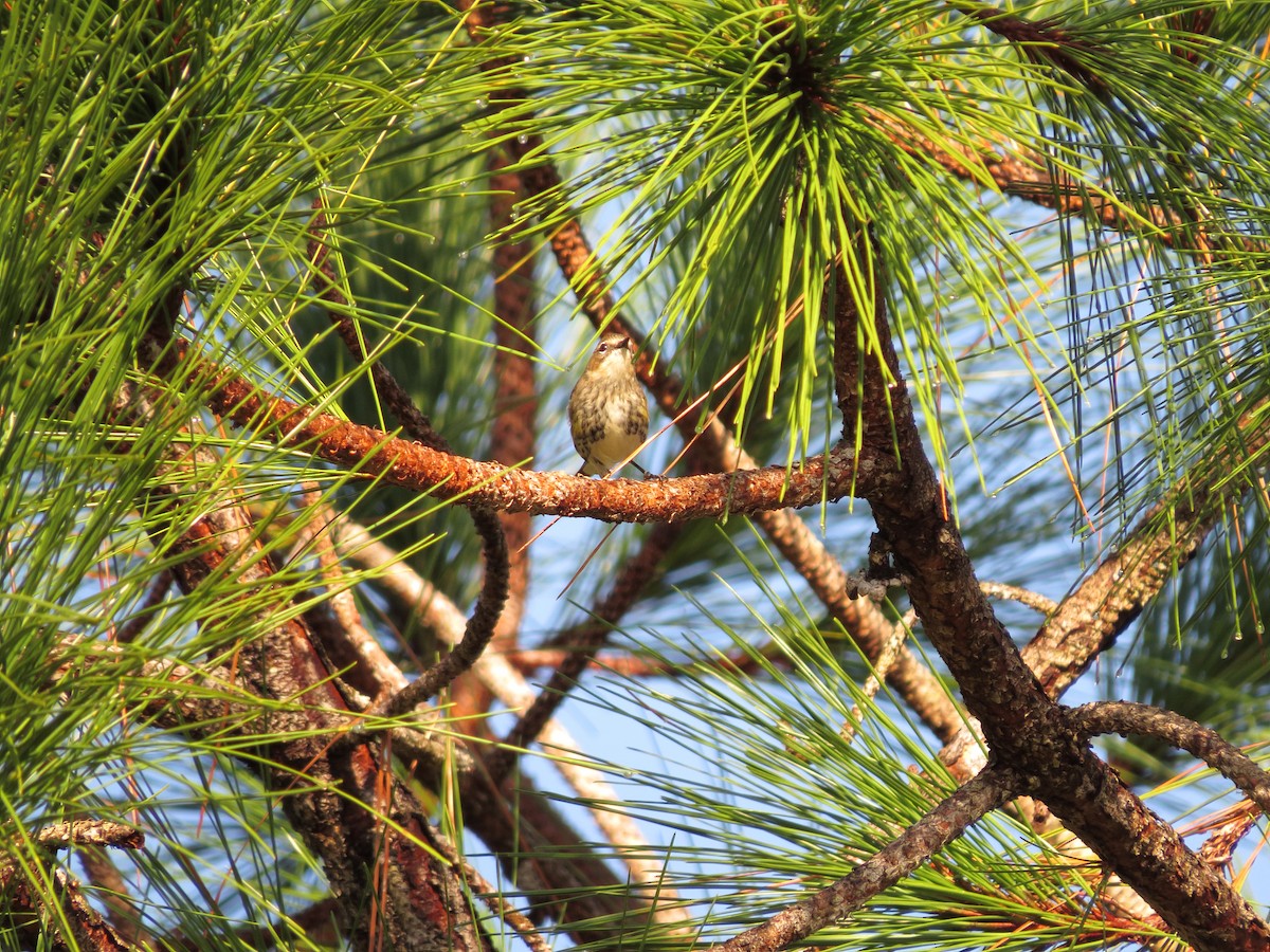 Yellow-rumped Warbler (Myrtle) - ML291006171