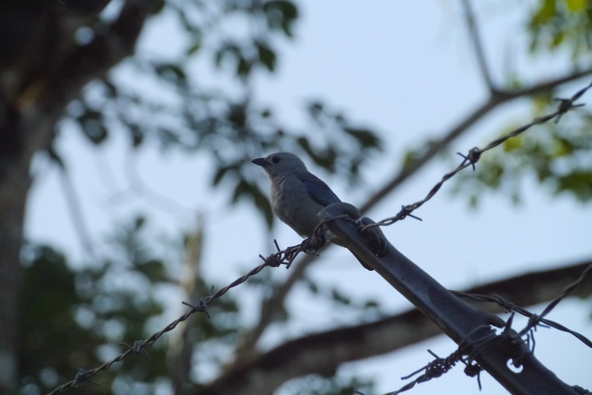 Blue-gray Tanager - ML291006571