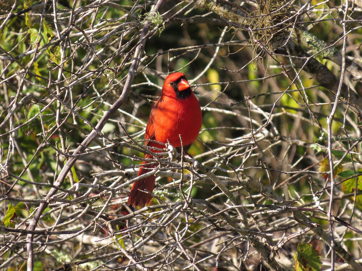 rødkardinal (cardinalis gr.) - ML291006831