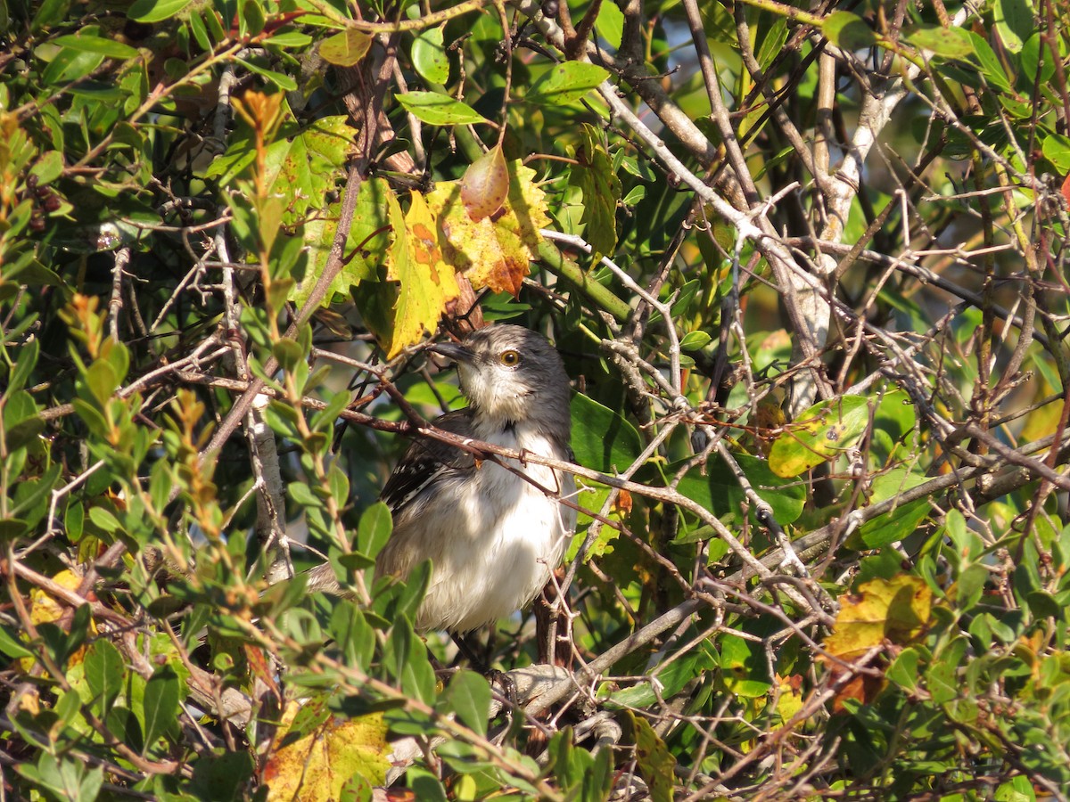 Northern Mockingbird - ML291006861